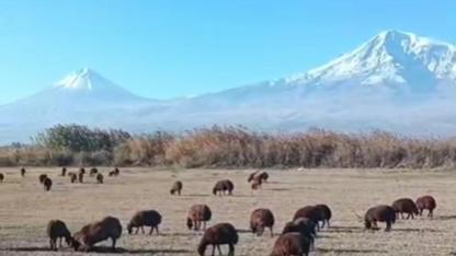 Ağrı Dağı Eteklerinde Sonbahar Güzelliği: Iğdır'da Doğal Görsel Şölen