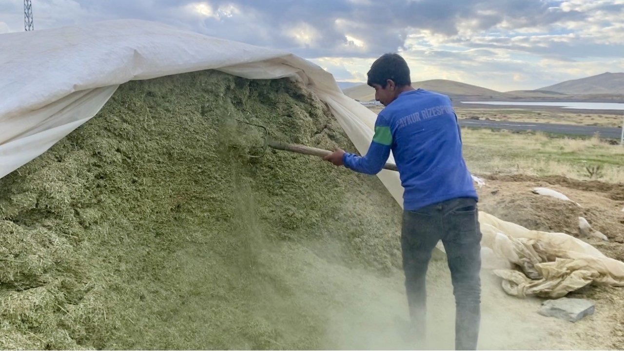 Ağrı&#039;da Kış Öncesi Saman Telaşı: Çiftçiler Hayvan Beslenmesi İçin Hazırlıkta