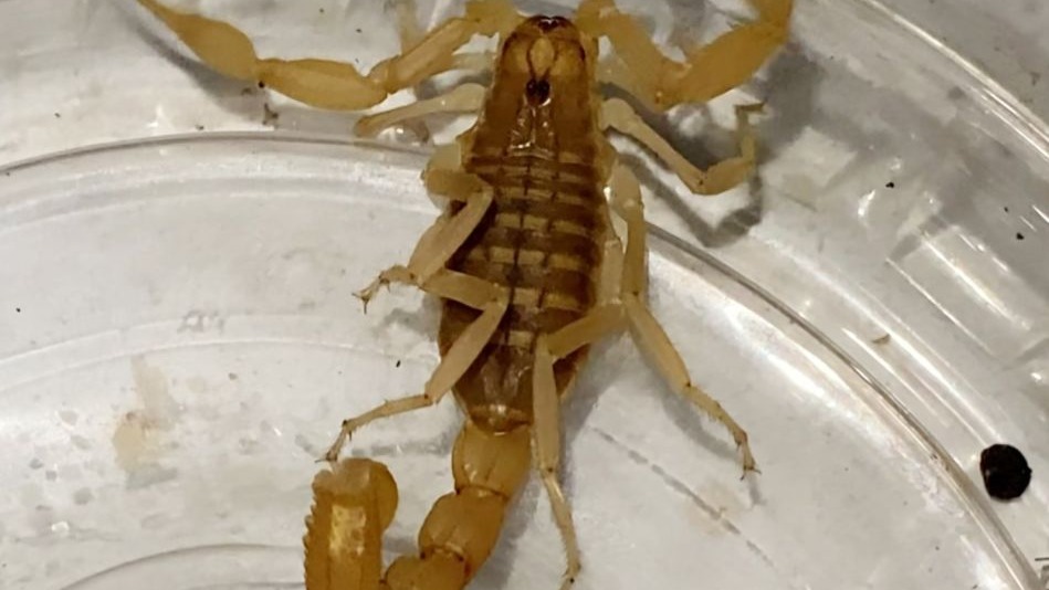 Aksaray’da Litresi 10 Milyon Dolarlık Anadolu Sarı Akrebi Satışına Suçüstü