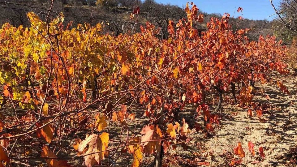 Arapgir&#039;de Sonbahar Büyüsü: Tarihi İlçe Renk Cümbüşüyle Ziyaretçilerini Büyülüyor
