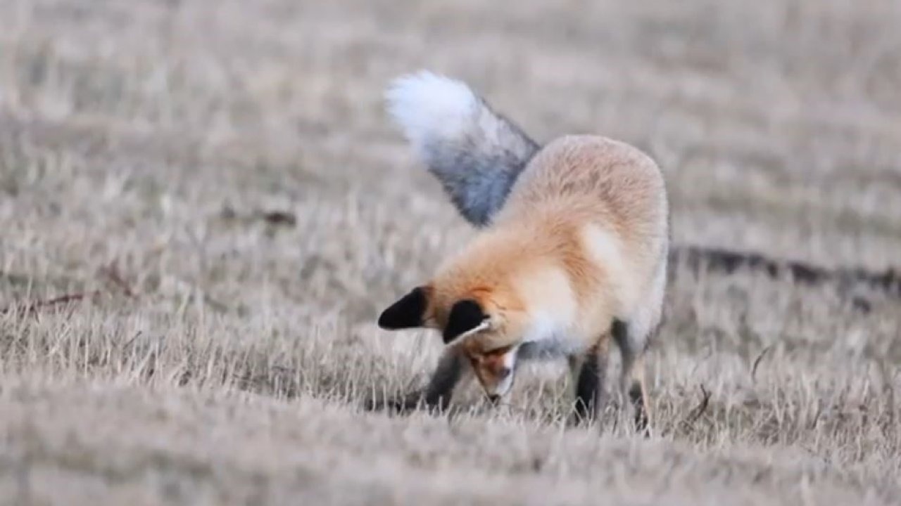 Ardahan Posof&#039;ta Aç Kalan Kızıl Tilkinin Fare Avı Kamerada