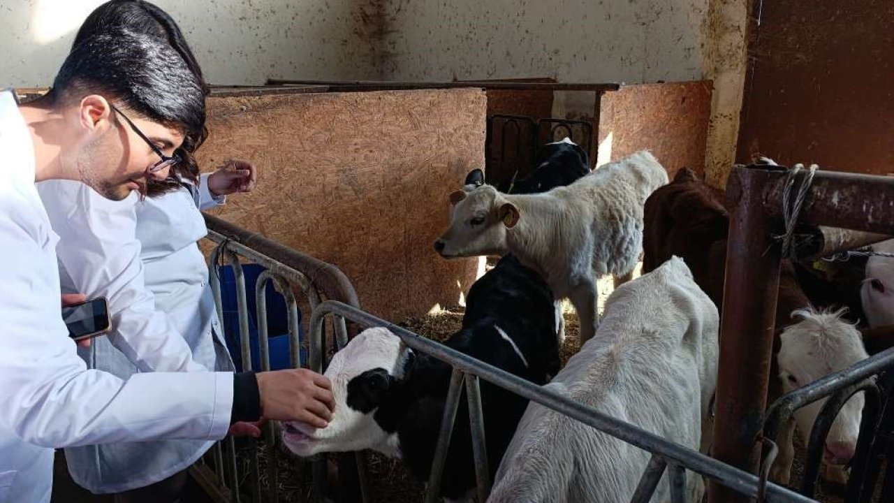 ARÜ Öğrencilerine YYÜ&#039;de Sığır Yetiştiriciliği Eğitimi