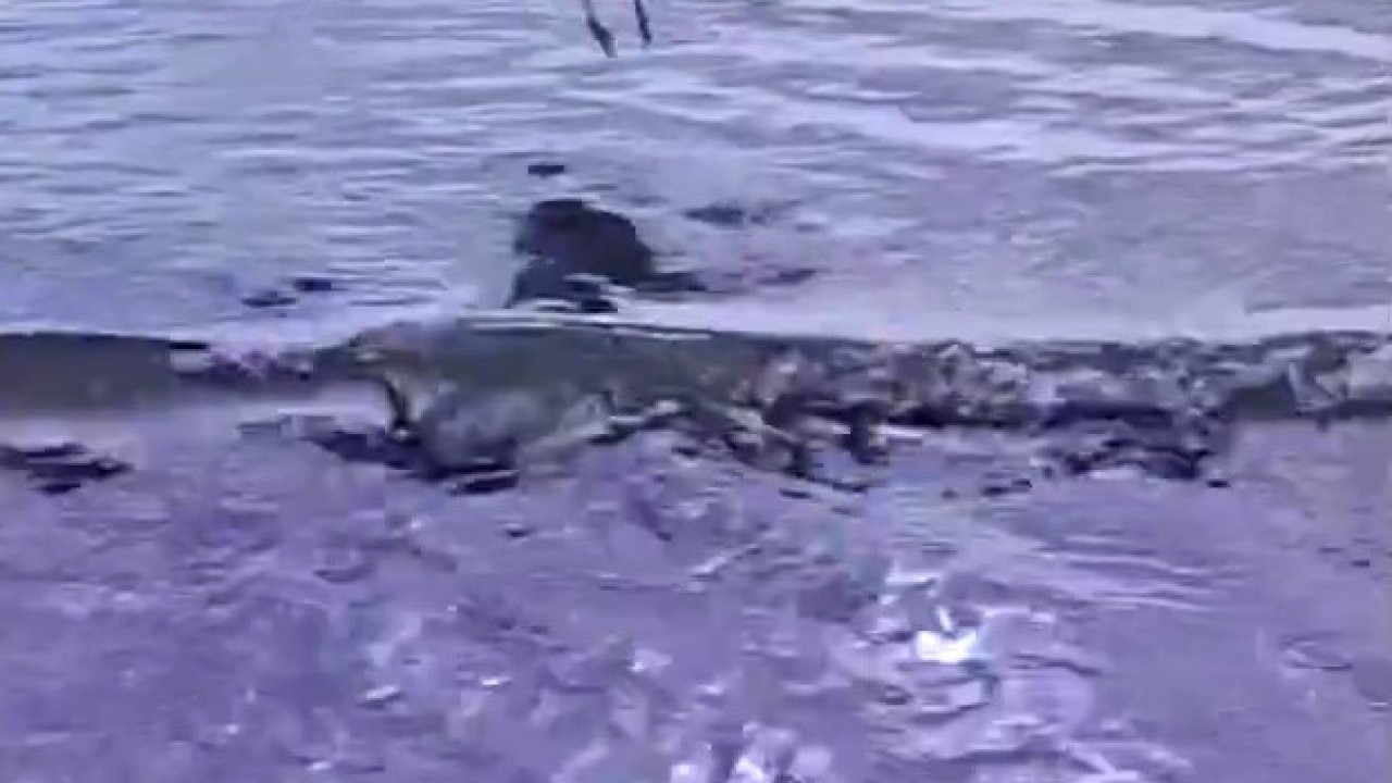 Ayağına Sahte Olta Takılan Martı Kurtarıldı