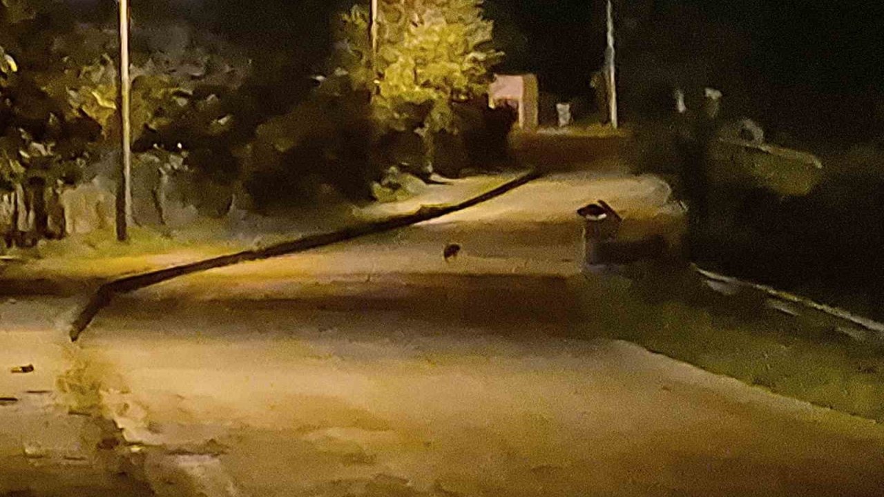 Bartın Merkezde Aç Kalan Çakal Yavruları Görüntülendi