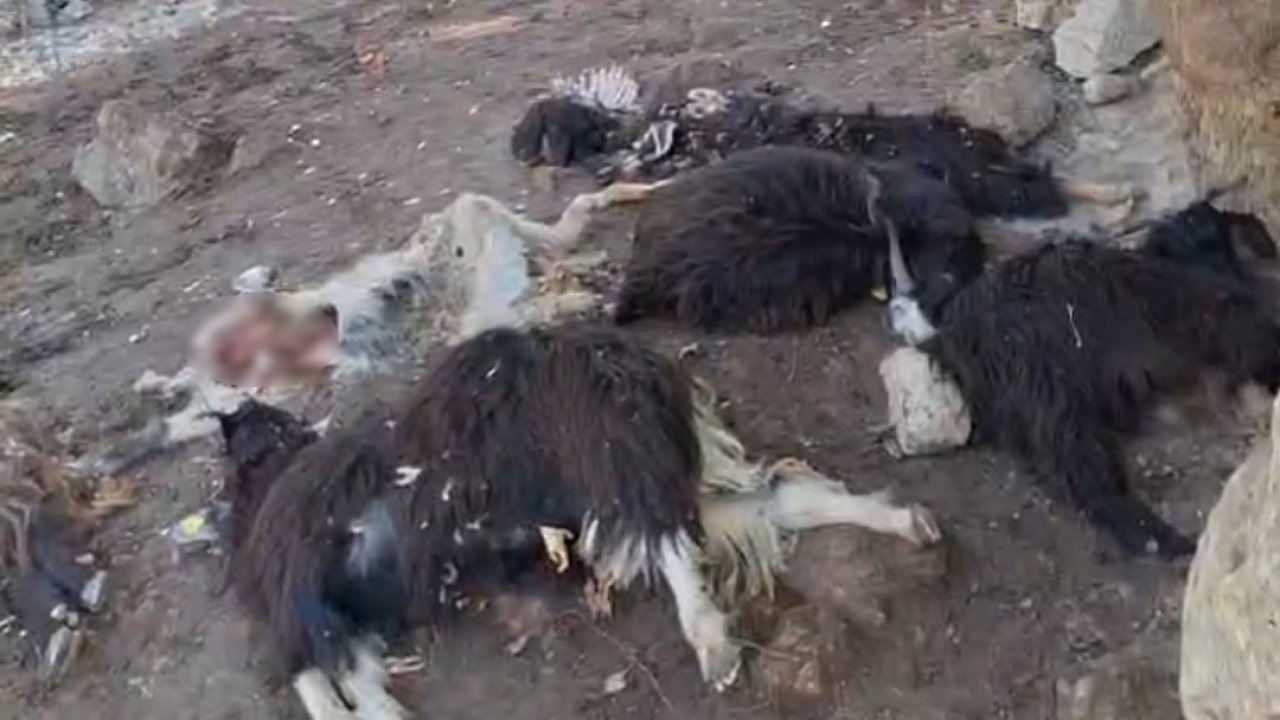 Batman Sason&#039;da Kurt Saldırısı: 10 Keçi Telef Oldu