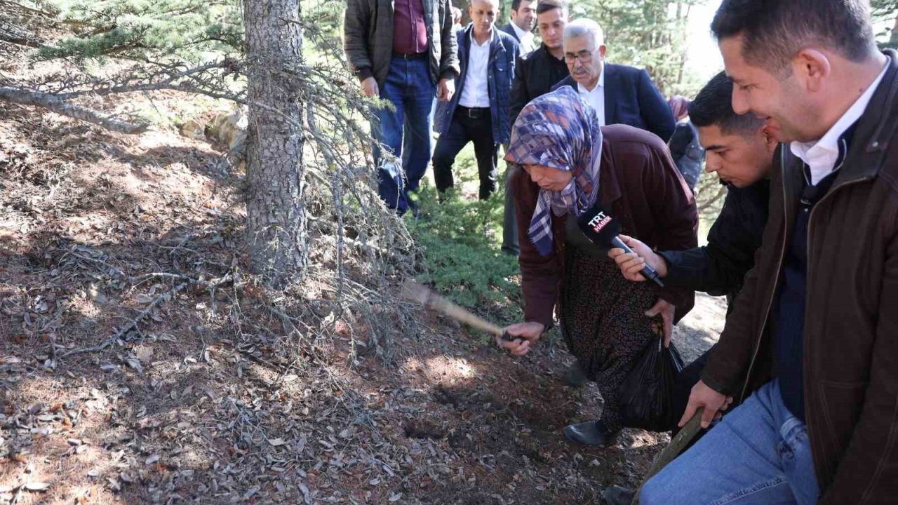 &#039;Beyaz Altın&#039; Tehlikede: Sedir Mantarı Toplayıcılarına Bilinçli Hasat Çağrısı