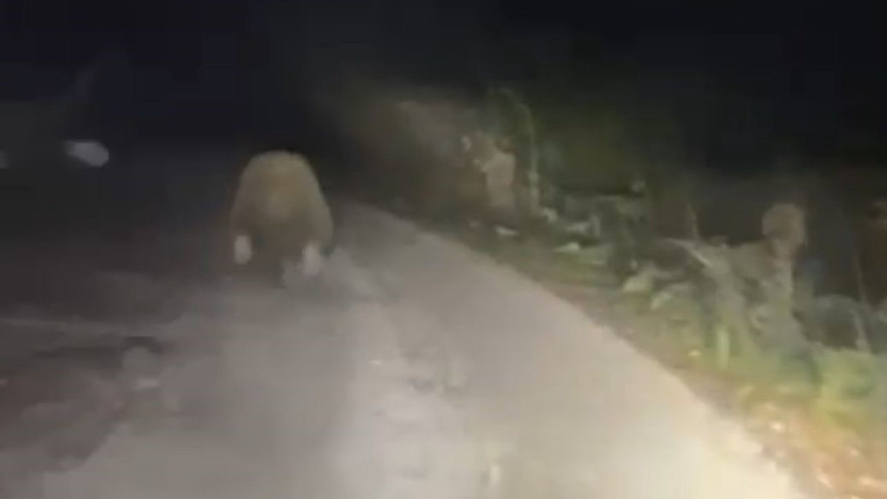 Bolu Dağı’nda İlginç Anlar: Ayı Aracın Işığından Korkup Kaçtı