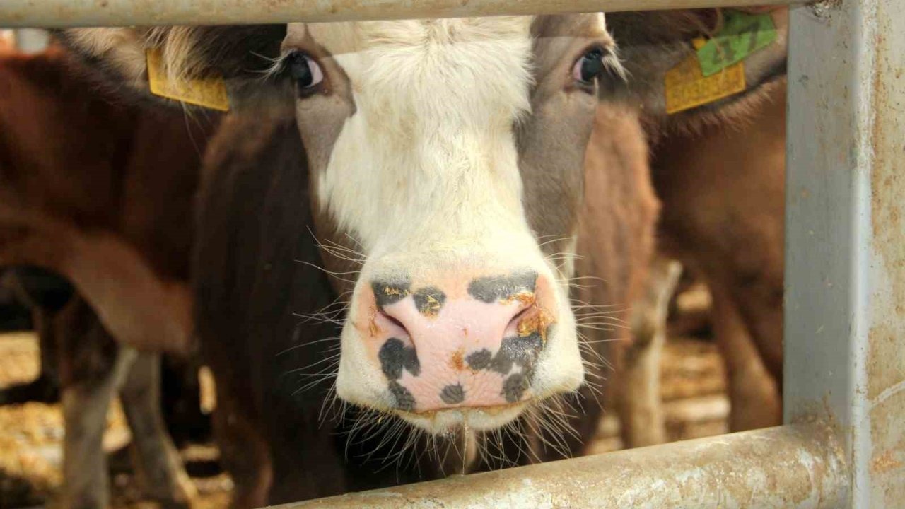 Bolu Mudurnu’da Şap Hastalığı Alarmı: 18 Köy ve 4 Mahalle Karantinada