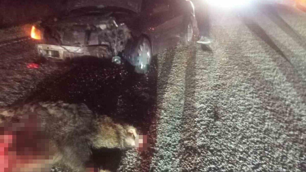 Bolu&#039;da Yola Çıkan Domuza Çarpan Otomobil Hurdaya Döndü, Sürücü Yaralandı!