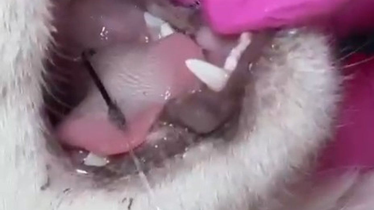 Çanakkale’de Ağzına Olta Kancası Batan Kedi, Duyarlı Vatandaşlar Sayesinde Kurtarıldı