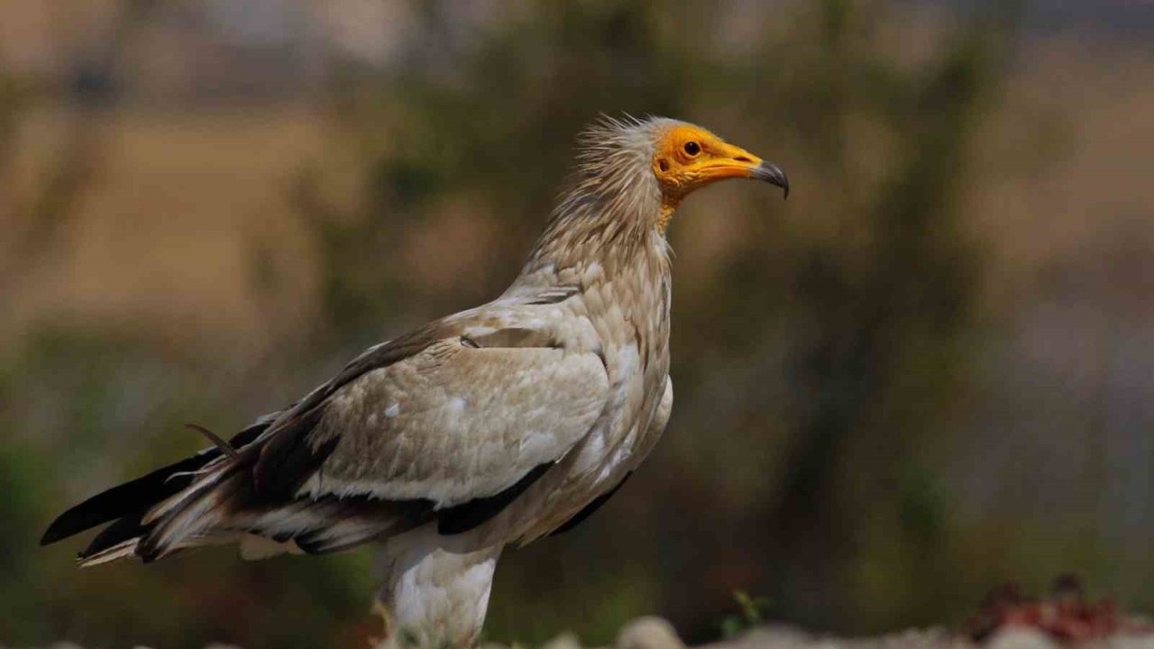 Dünyada Üç Noktada Görülen Eşsiz Doğa Döngüsü Bolu Sorkun’da Yaşanıyor