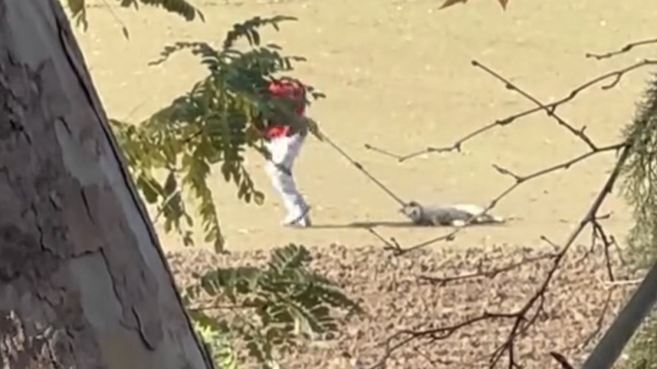 Edirne Belediyesi&#039;nin Sokak Hayvanlarını Toplama Şekli Tepki Çekti