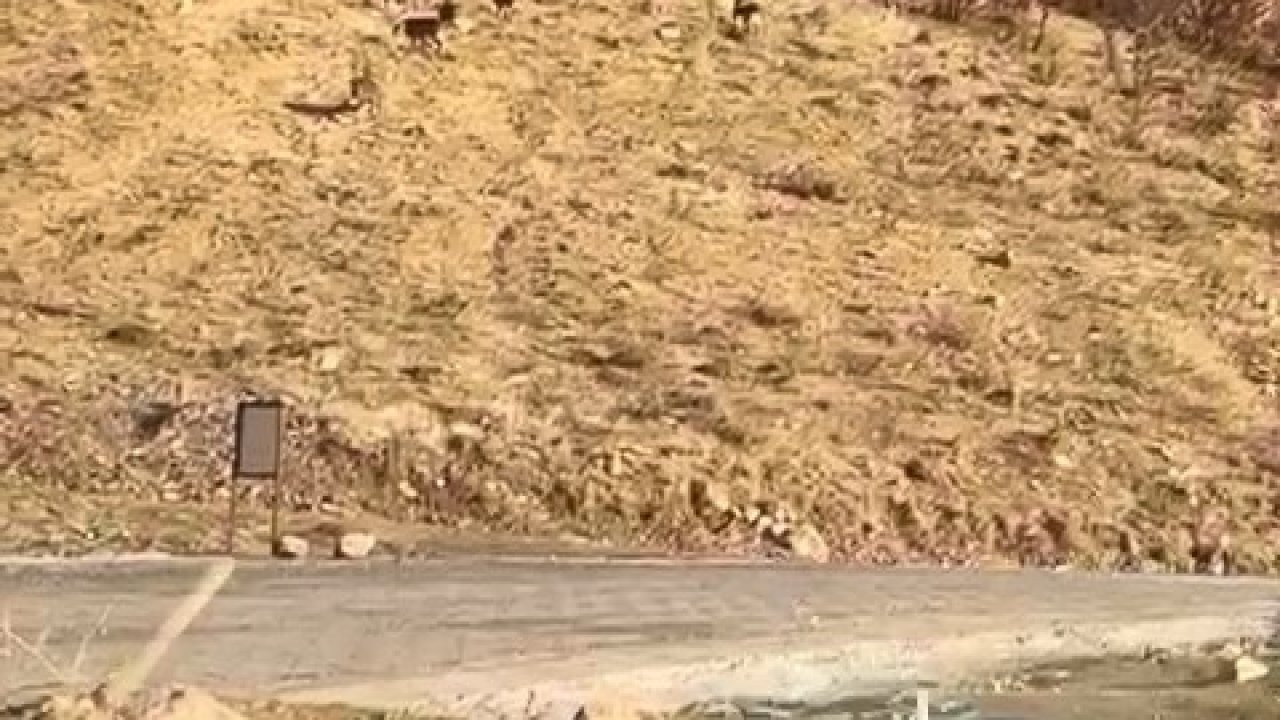 Elazığ Karakoçan’da Koruma Altındaki Dağ Keçileri Görüntülendi