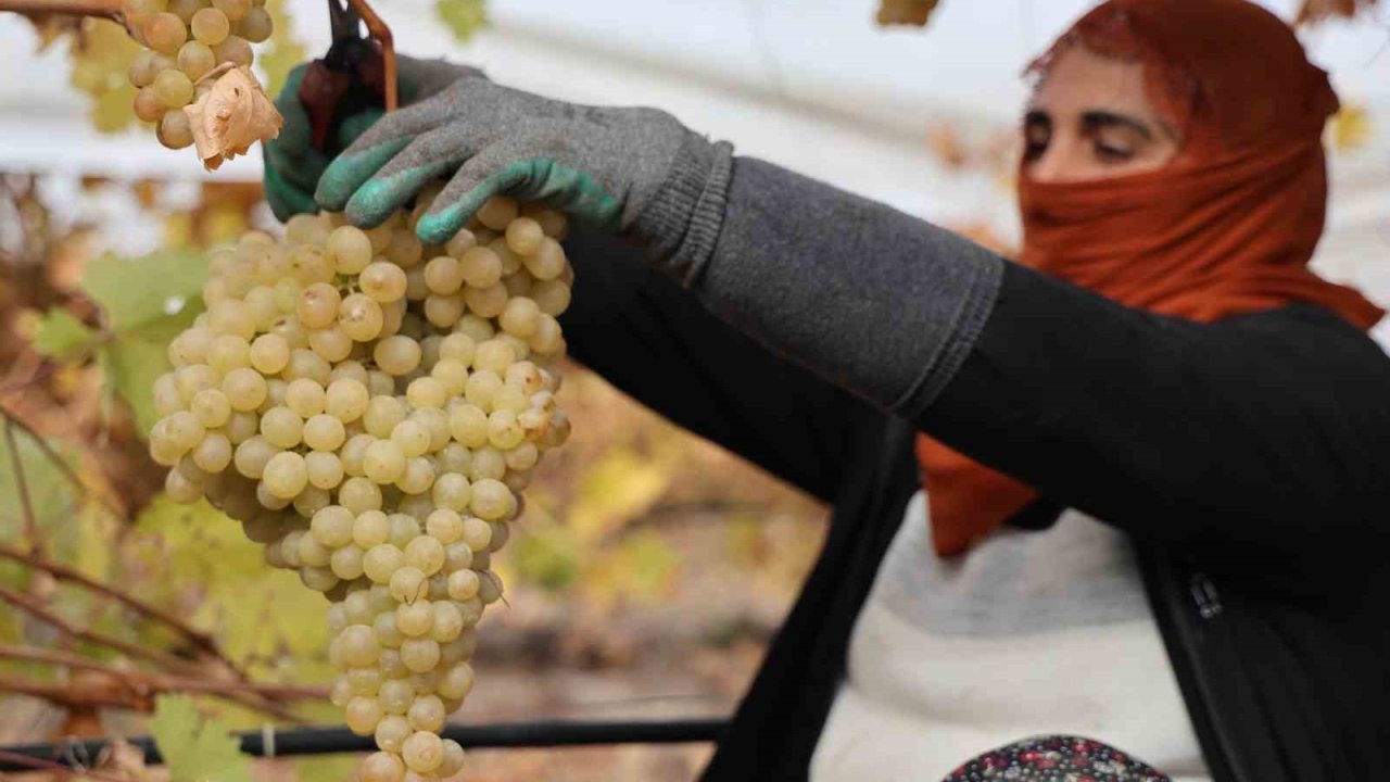Elazığ’da Üzüm Hasadında Sona Yaklaşılıyor: Don Olayı Rekolteyi Yüzde 80 Düşürdü