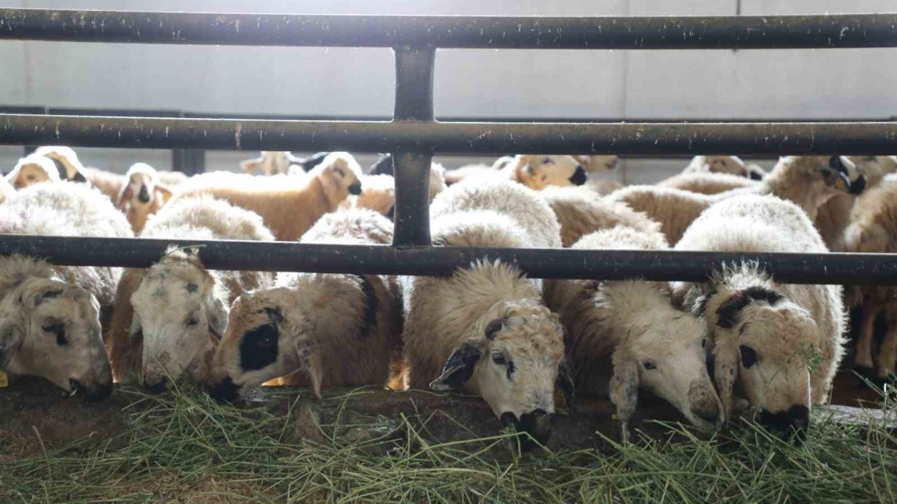 Elazığ&#039;da Yüzde 50 Hibeyle Modern Küçükbaş Hayvan Çiftliği Kuruldu