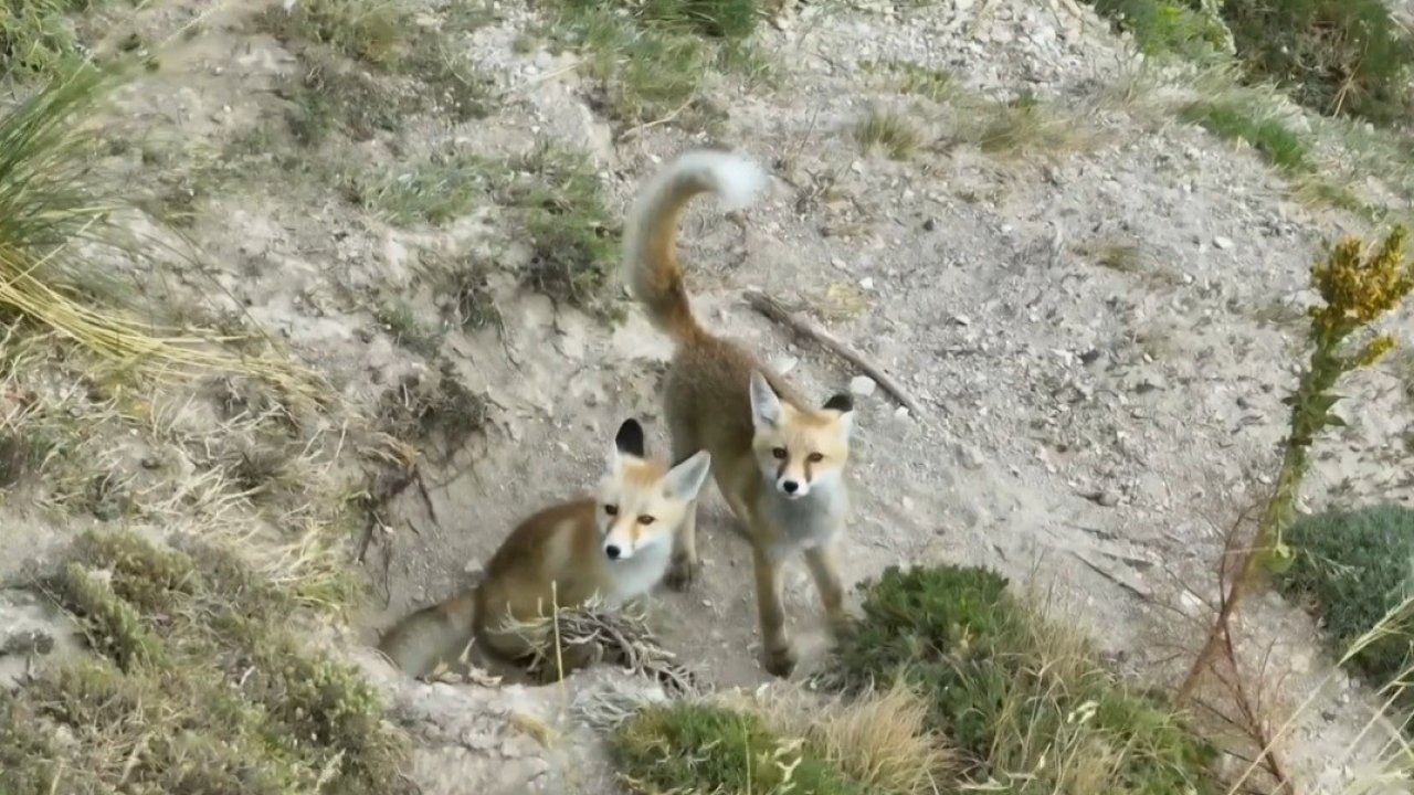 Erzincan’da Anne Tilki ve Yavruları Drone ile Görüntülendi