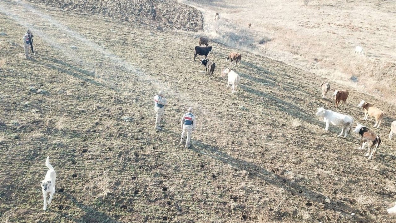 Erzincan’da Kaybolan 23 Büyükbaş Hayvan Drone Destekli Çalışmayla Bulundu