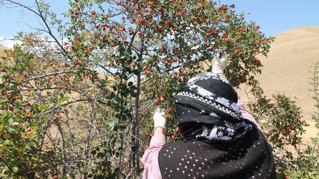 Erzincan&#039;da Kış Hazırlıkları: &quot;Bin Derde Deva&quot; Kuşburnu Mesaisi