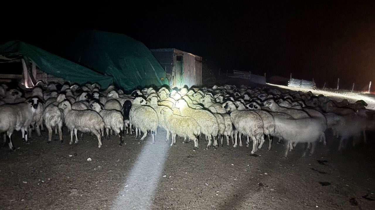 Erzincan’da Yoğun Sisde Kaybolan 200 Koyun Drone Desteğiyle Bulundu