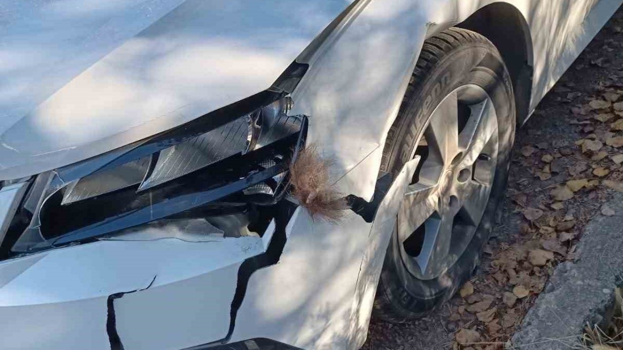 Erzurum İspir’de Yola Çıkan Boz Ayı Kazaya Neden Oldu