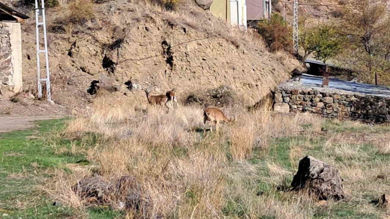 Erzurum Olur&#039;da Yaban Keçileri Köy İçinde: Doğayla İç İçe Yaşam Örneği