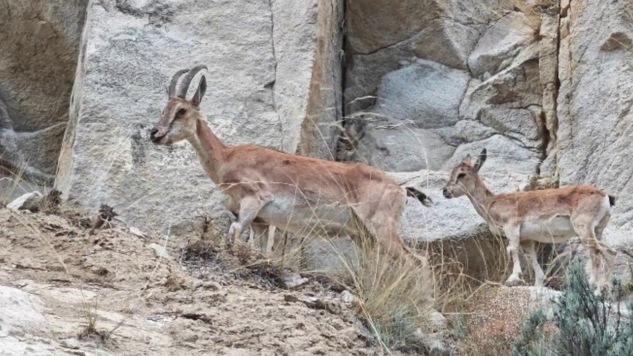 Erzurum Uzundere’de Dağ Keçileri Görüntülendi