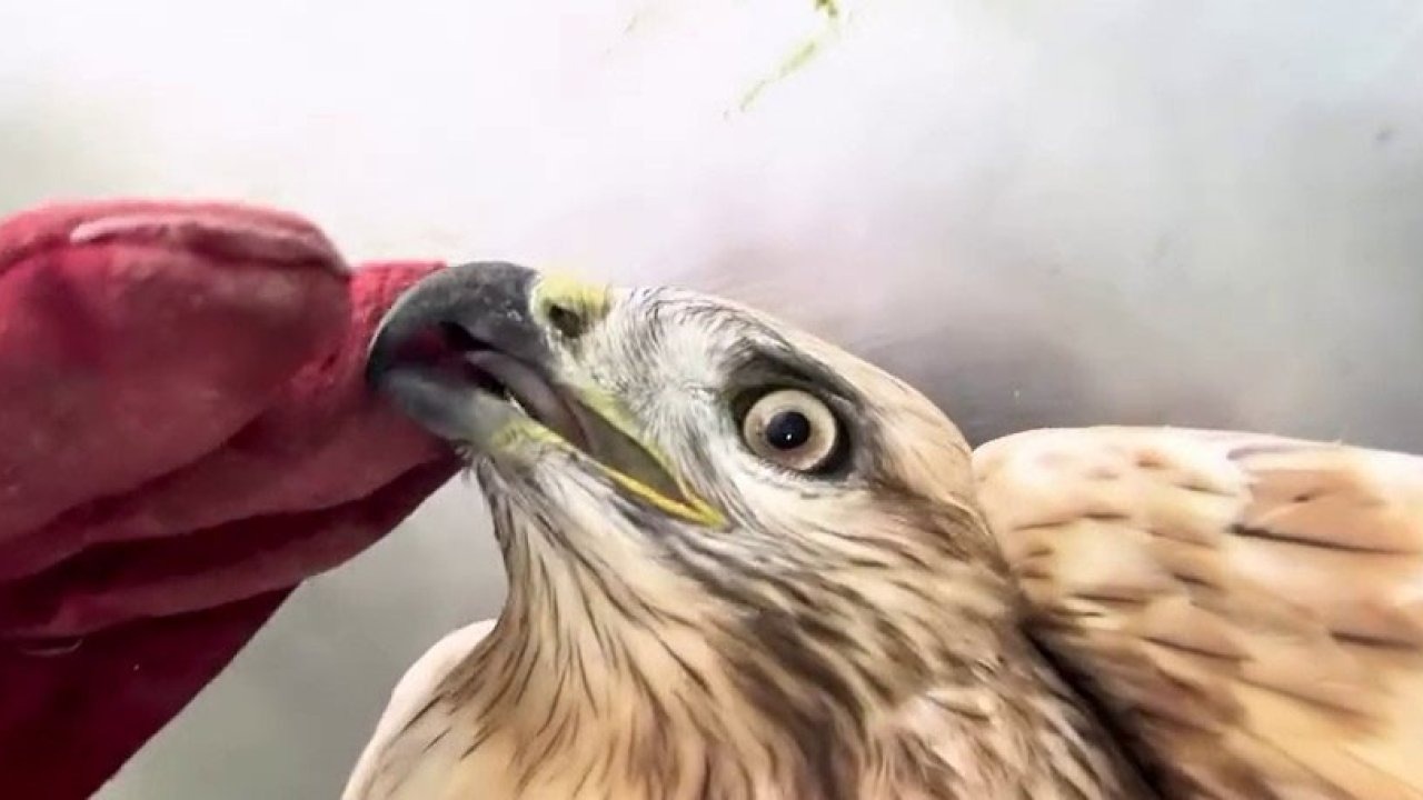 Erzurum’da Bitkin Bulunan Kızıl Şahin Doğaya Salındı