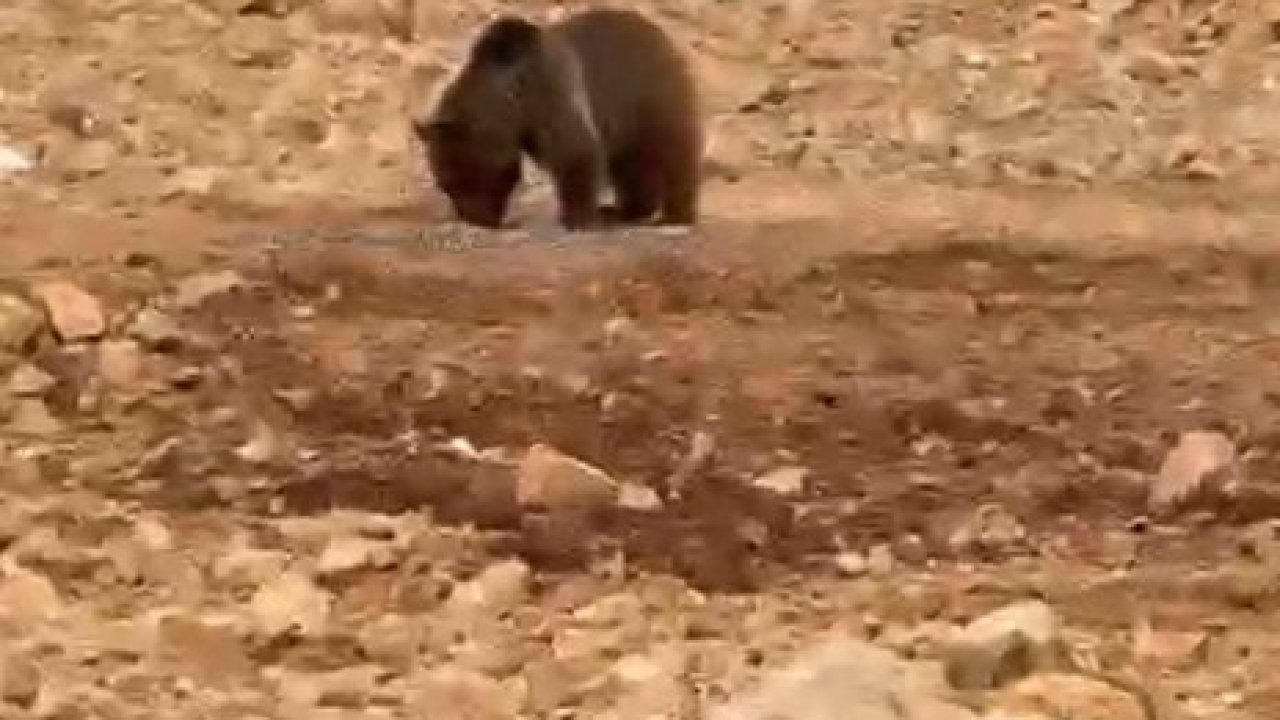 Gümüşhane’de Köy Yolunda Ayıya Hamsi İkramı’ ziyafeti verdiler