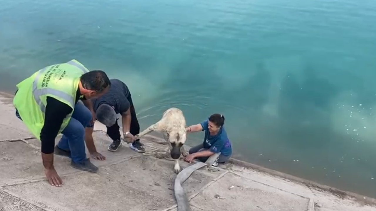 Güneydoğu Turunda İnsanlık Dersi: Anne Köpeği Kurtarmak İstedi, Kendisi Mahsur Kaldı! Eşi Hortumla Kurtardı!