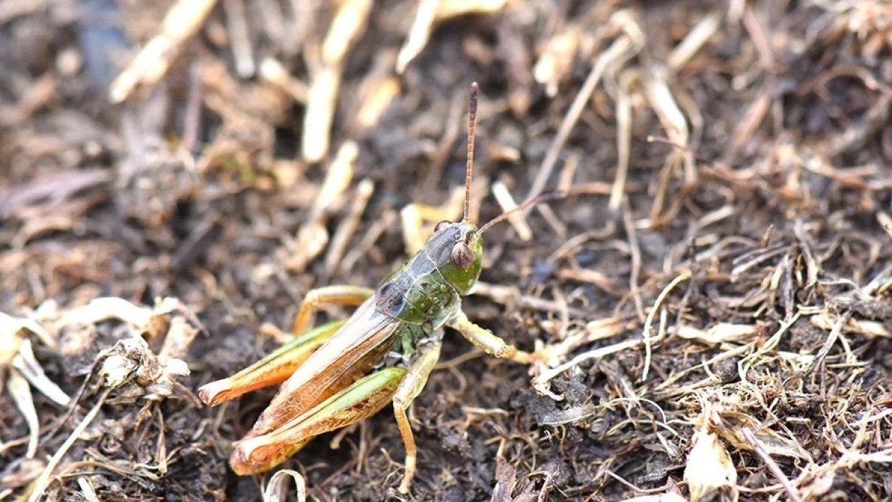 Hakkari Üniversitesi Ekibi Karadeniz&#039;de Endemik Yeni Bir Çekirge Cinsi Keşfetti: &quot;Salmanihippus&quot;