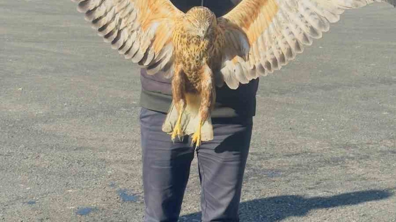 Hakkari Yüksekova&#039;da Duyarlı Davranış: Yaralı Baykuş Tedavi Altına Alındı
