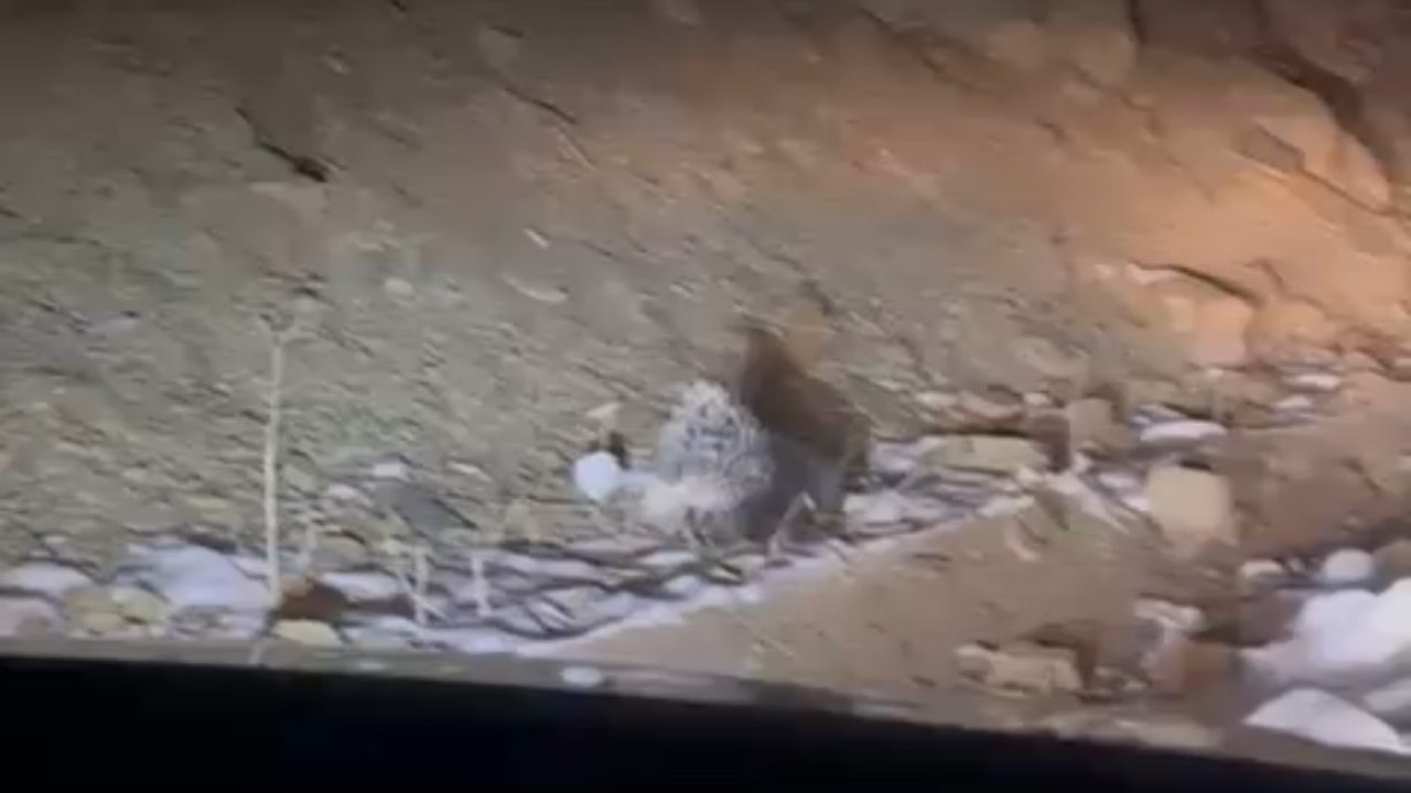 Hakkari Yüksekova’da Nadir Görülen Hint Oklu Kirpi Görüntülendi