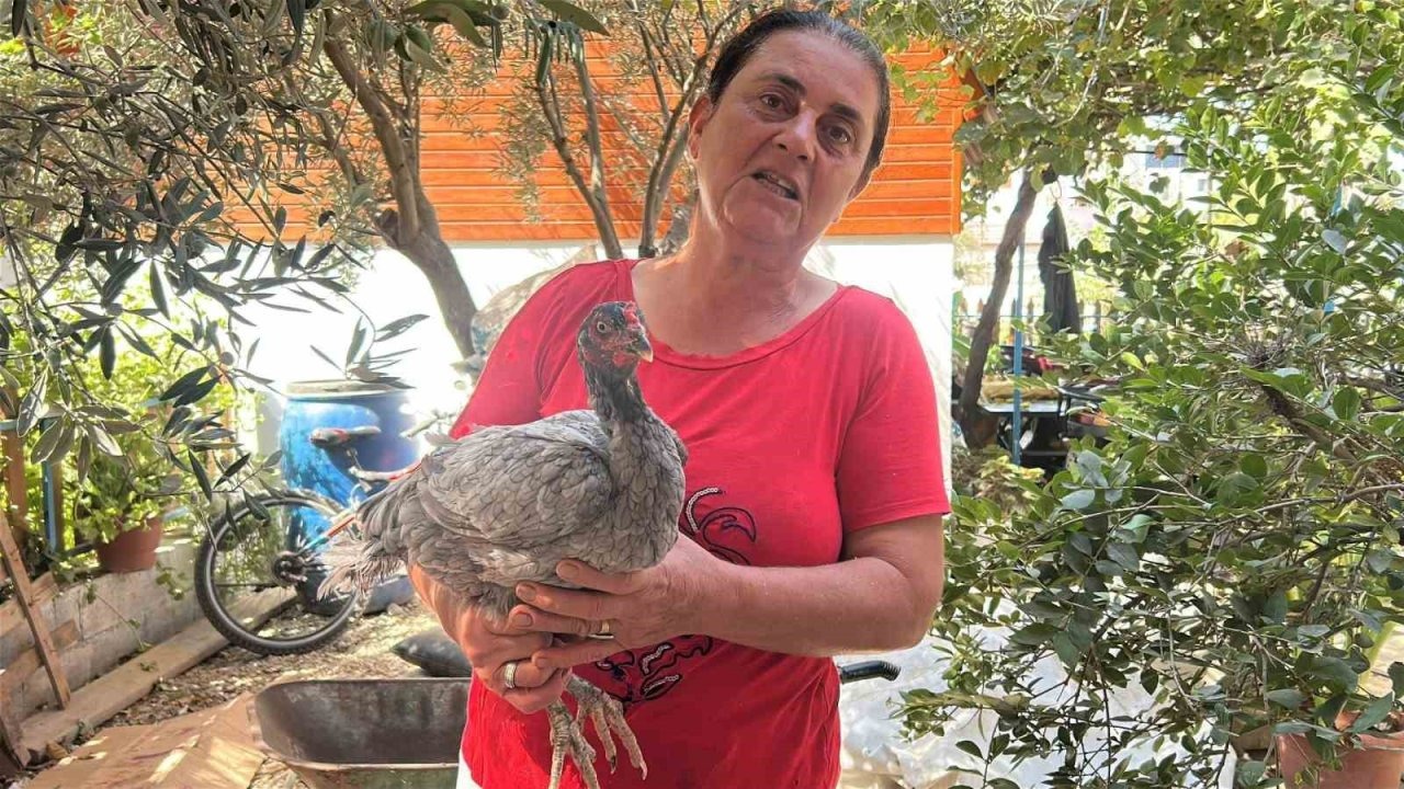 Hatay’da Mavi Yumurtlayan Tavuklar Yoğun İlgi Görüyor: Vitamin Değerleri Yüksek