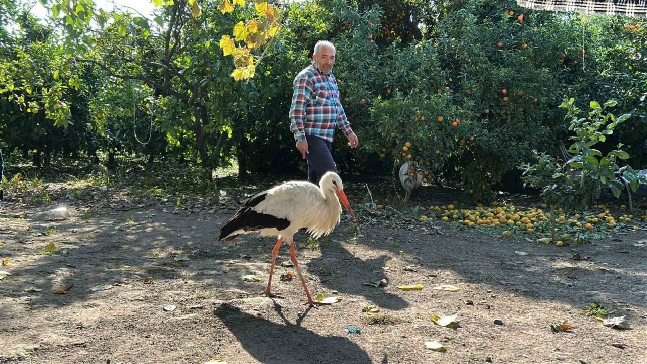 Hatay’da Yaralı Leylek Kümeste Balıkla Beslenerek Koruma Altına Alındı