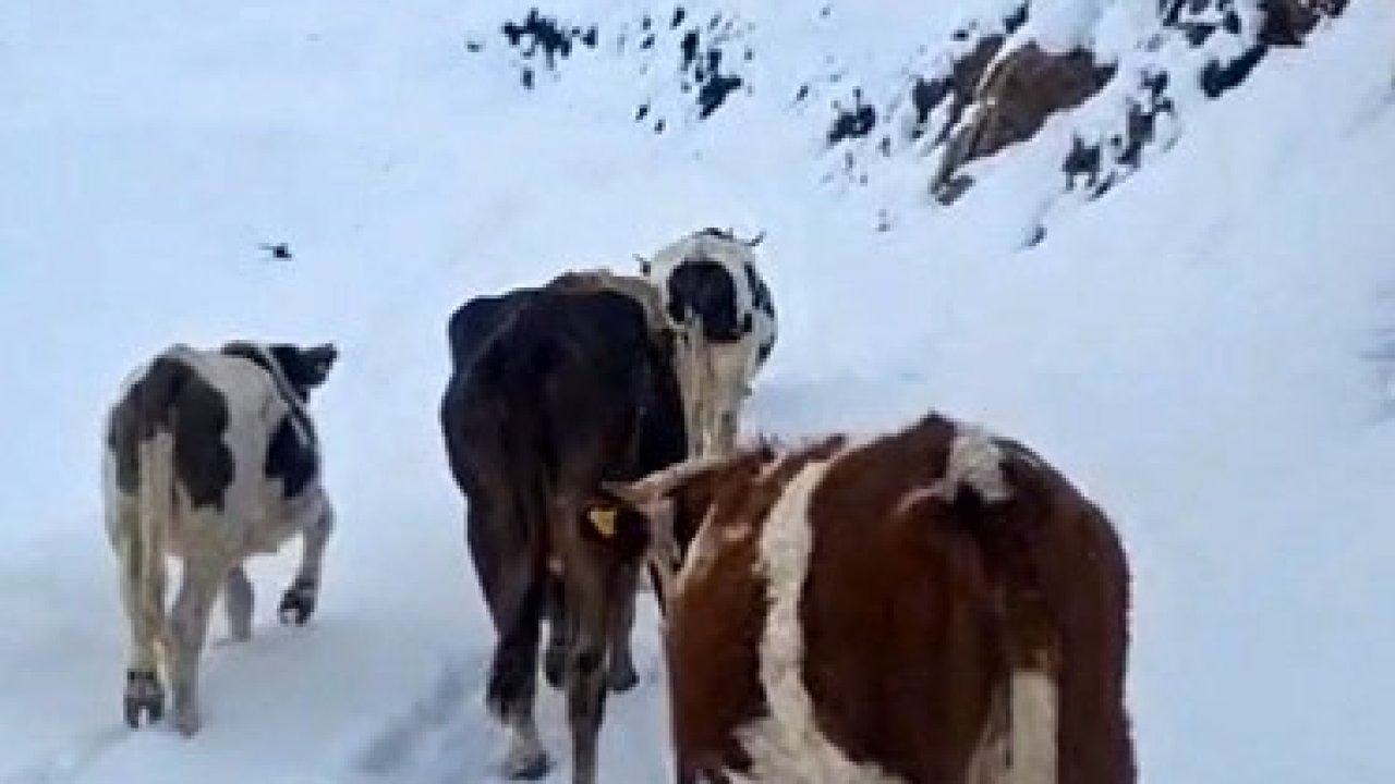 Hizan’da Erken Kar Sürprizi: Büyükbaş Hayvanlar Zor Durumda Kaldı