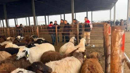 Iğdır Canlı Hayvan Pazarı’nda Denetim Yapıldı