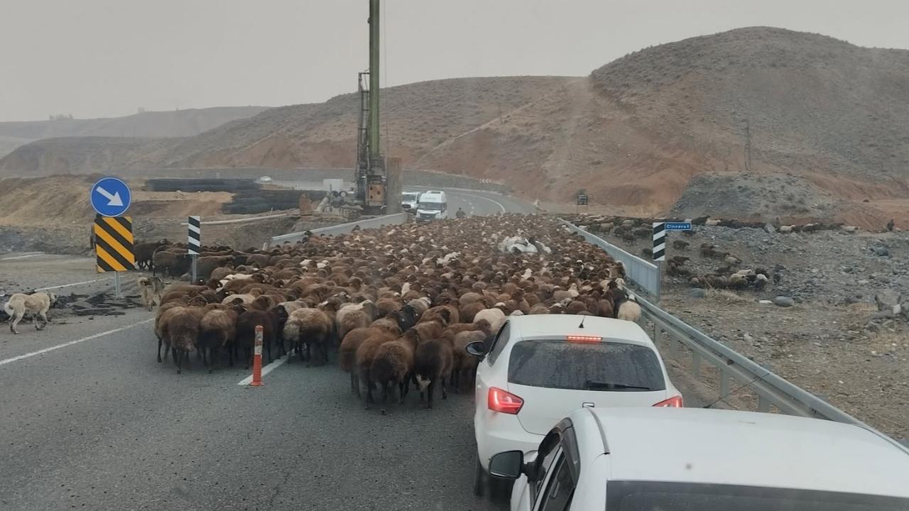 Iğdır Göçerlerinin Zorlu Yayla Sezonu: &quot;Şap Hastalığı Bizi Çok Zorladı&quot;