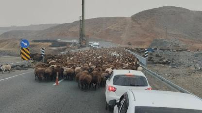 Iğdır Göçerlerinin Zorlu Yayla Sezonu: "Şap Hastalığı Bizi Çok Zorladı"