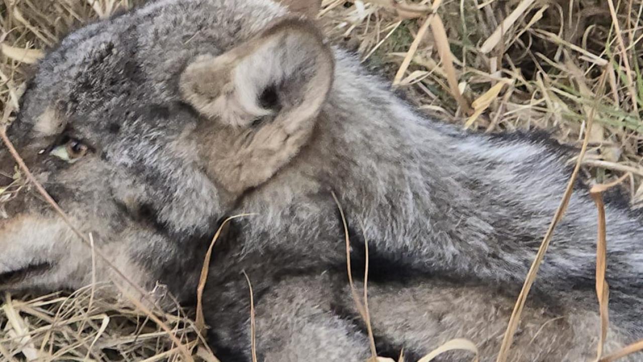 Iğdır&#039;da bitkin halde bulunan kurt koruma altına alındı