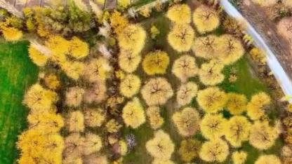 Iğdır’da Kayısı Bahçeleri Sonbaharda Büyüledi