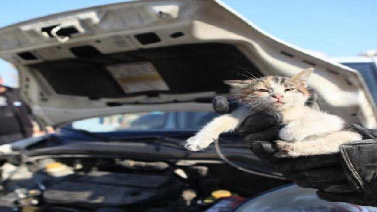 Iğdır’da soğuklarda sürücülere “Kaputa vurun” uyarısı