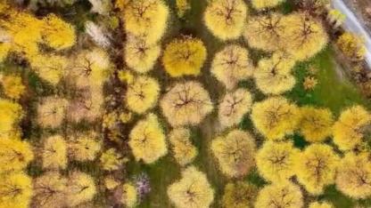 Iğdır’da Sonbahar Şöleni: Kayısı Bahçeleri Renk Cümbüşü