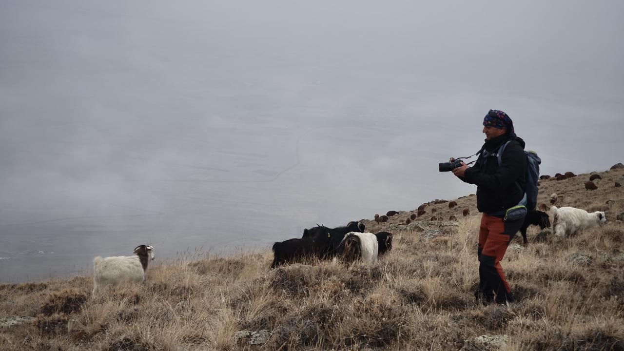 Iğdır’da Yayladan İnen Koyun Sürüleri Köy Meralarını Şenlendirdi