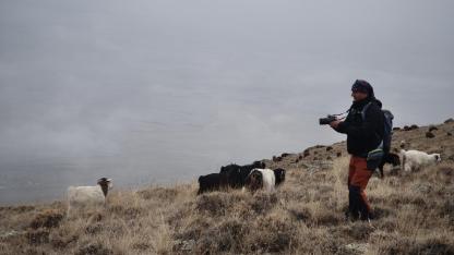 Iğdır’da Yayladan İnen Koyun Sürüleri Köy Meralarını Şenlendirdi
