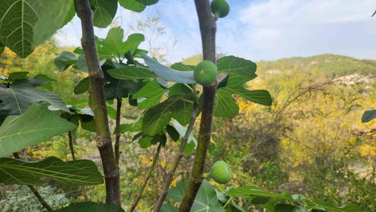 İncir Ağaçları Şaşkınlık Yarattı: Kadirli’de Aralık Ayında İkinci Hasat