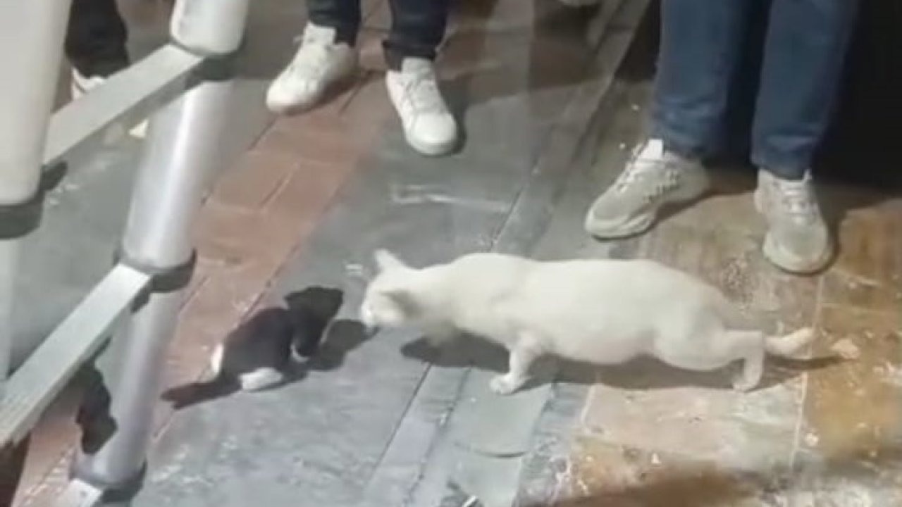 İtfaiye Ekiplerinden Hassas Kurtarma Operasyonu: Kolon Boşluğuna Düşen Yavru Kediler Kurtarıldı!