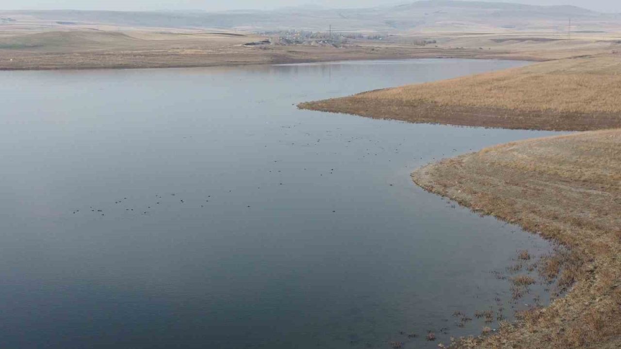 Kars Baraj Gölü, Kuruyan Kuyucuk Gölü&#039;nün Yerine &quot;Yeni Kuş Cenneti&quot; Oldu