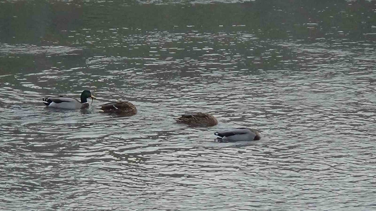 Kars Çayı Yüzlerce Yabani Ördeğe Ev Sahipliği Yapıyor: Şehir Merkezinde Görsel Şölen
