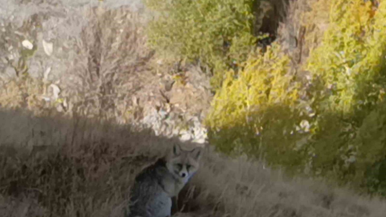 Kars Kalesi Çevresinde Yiyecek Arayan Kızıl Tilki Kaydedildi