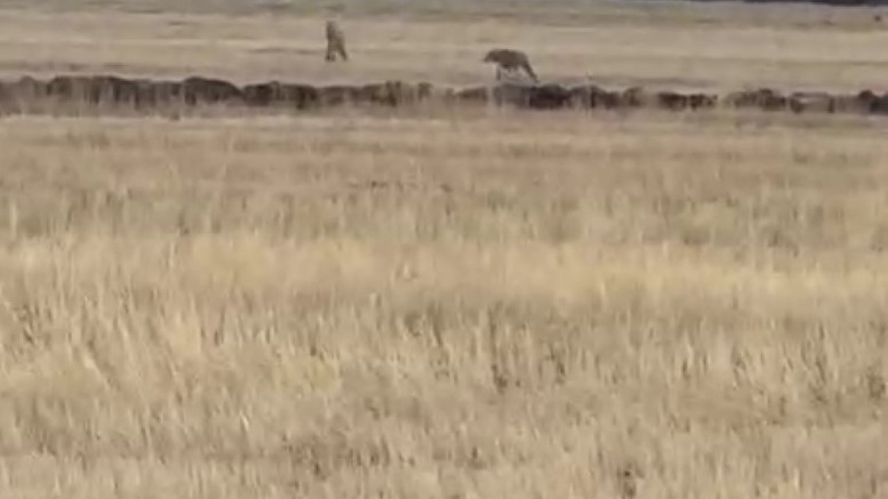 Kars Susuz&#039;da Kurt Sürüsü Görüntülendi: Vatandaşlar O Anları Kaydetti